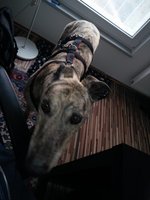 Nancy möchte auch im Büro dabei sein.