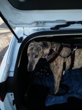 Sprung in den Kofferraum