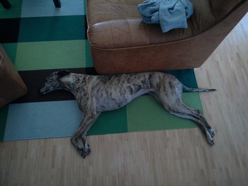 Ich bin ja so ein großer Hund!