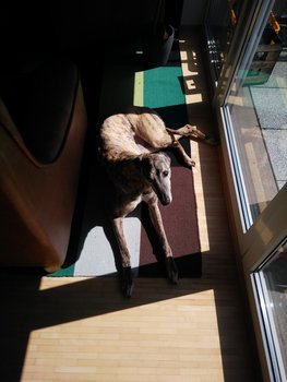 Am liebsten liege ich in der Sonne^^