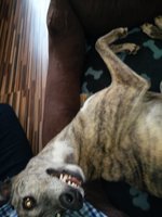 Bitte spiel mit mir und kraul meinen Hals!